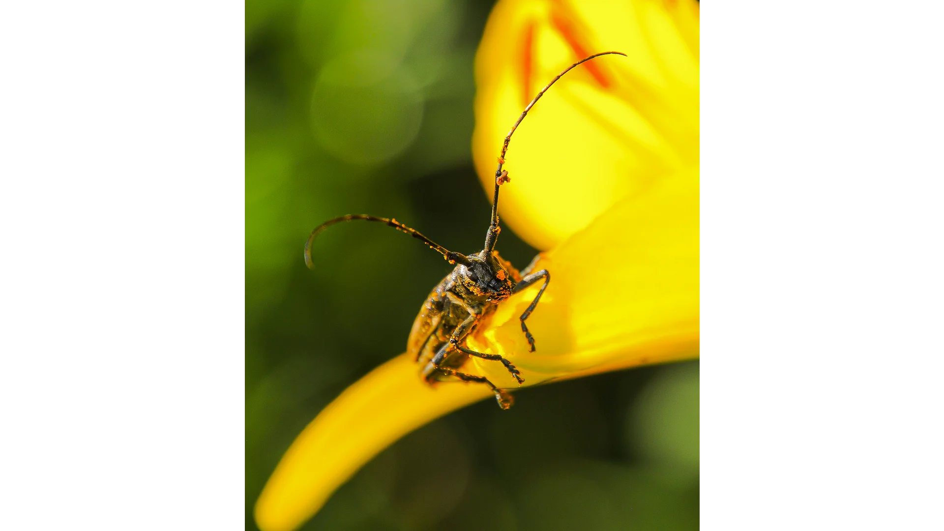 Loodusfoto